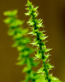 Anand Clicks (Nature Photography)