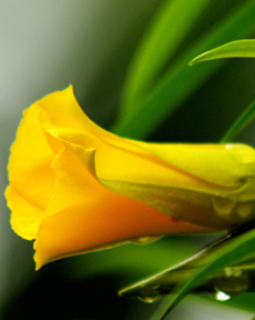 Anand Clicks (Nature Photography)