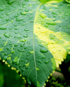 Anand Clicks (Nature Photography)