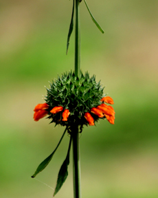 Anand Clicks (Nature Photography)