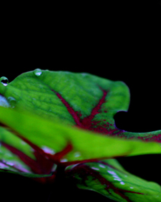 Anand Clicks (Nature Photography)