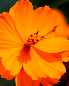 Anand Clicks (Nature Photography)