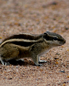 Anand Clicks (Nature Photography)