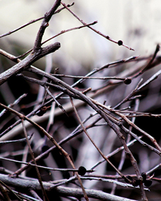 Anand Clicks (Nature Photography)